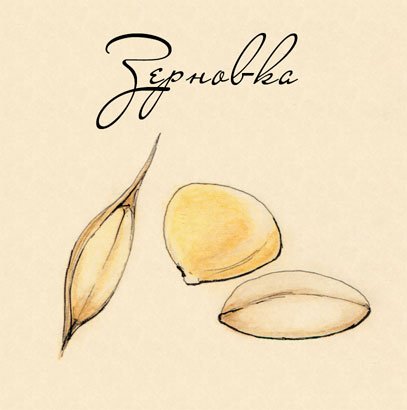 Зерновка рисунок (50 фото)