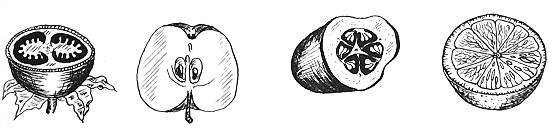 Строение плода Тыквина