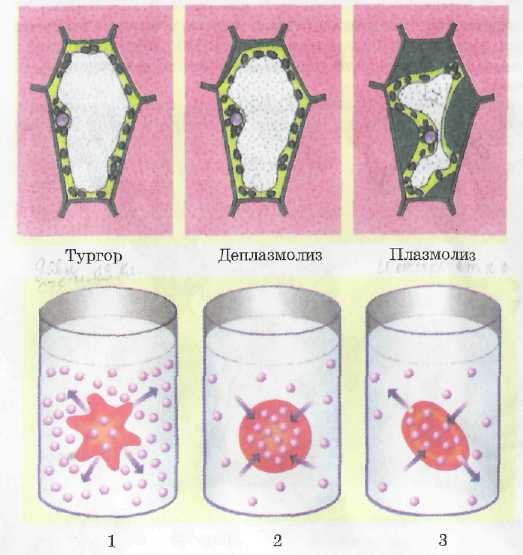 Осмос плазмолиз и деплазмолиз