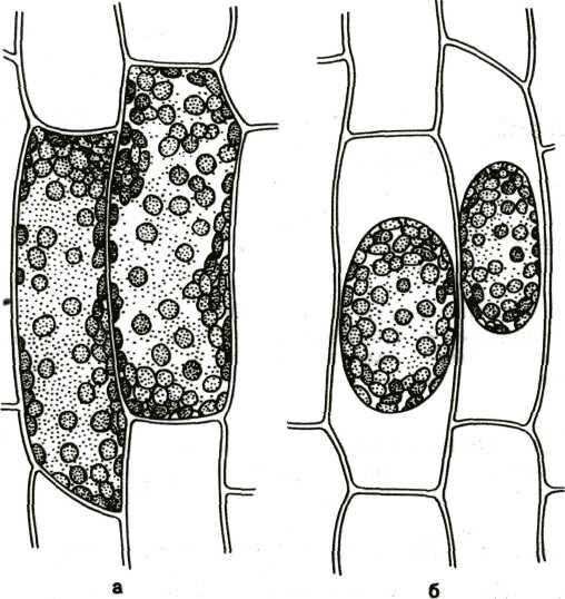 Тургор и плазмолиз в клетках листа элодеи