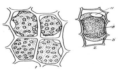 Формы плазмолиза растительных клеток