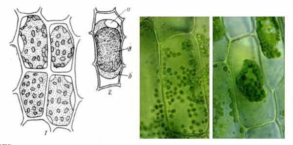 Плазмолиз в клетках лука