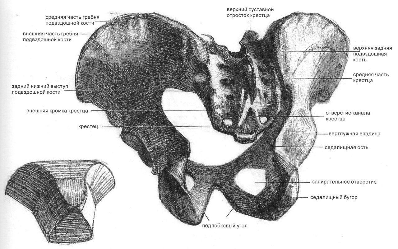 Большая подвздошная кость. Тазобедренный сустав Баммес. Тазовая кость анатомия рисунок. Таз Баммес схема. Баммес тазовые кости.