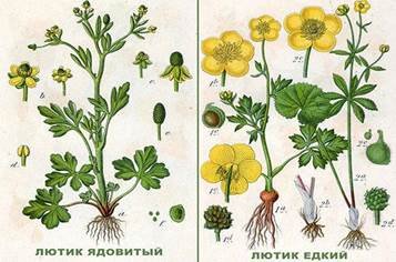 Лютик едкий и ядовитый