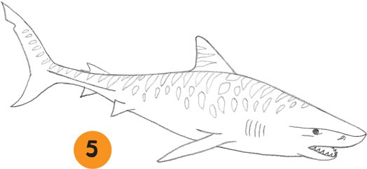 Рисунок тигровая акула (44 фото)