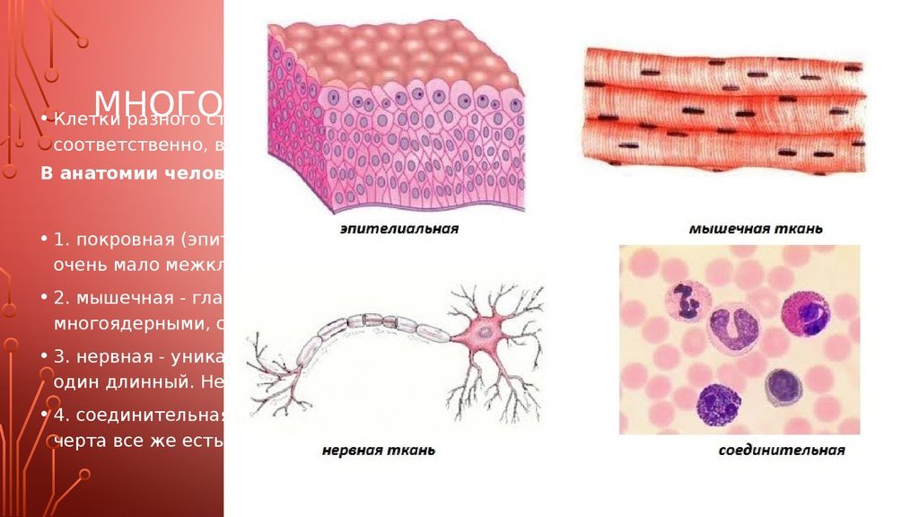 Рисунок группы клеток. Виды тканей человека анатомия. 4 Типа тканей человека.