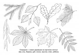 Картинки раскраски листья деревьев для детей