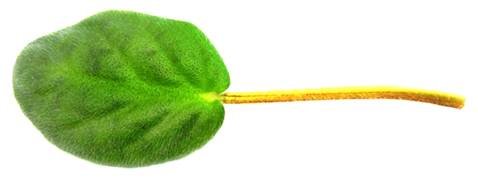 Лист фиалки на белом фоне