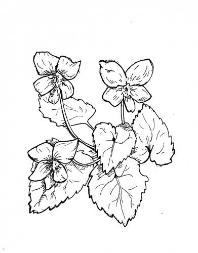 Фиалки карандашом для срисовки