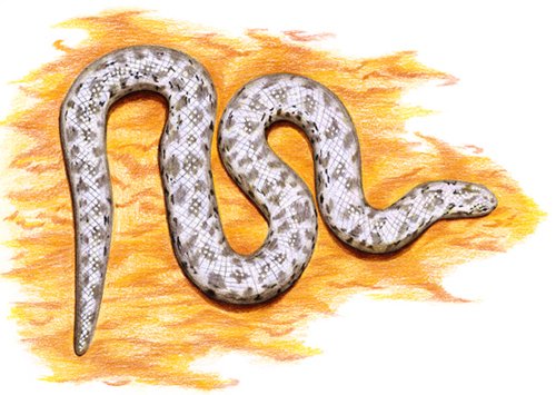 Нарисовать песчаного удавчика