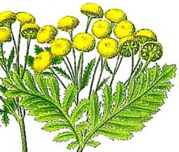 Пижма обыкновенная ботаника