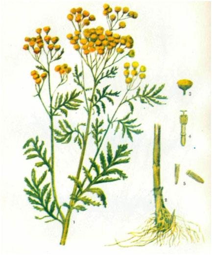 Пижма обыкновенная черно белое