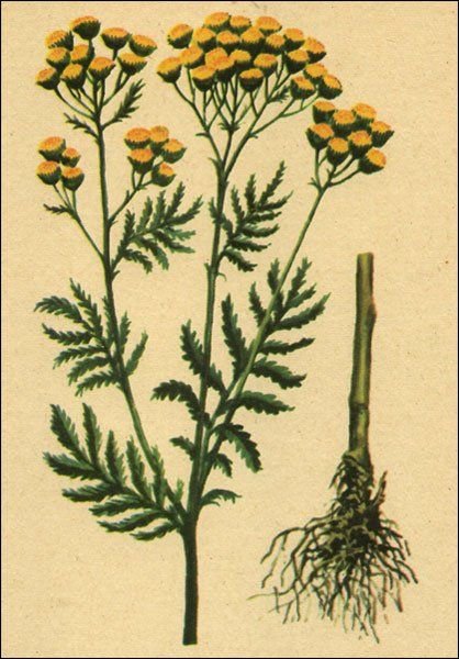 Пижма обыкновенная Фармакогнозия