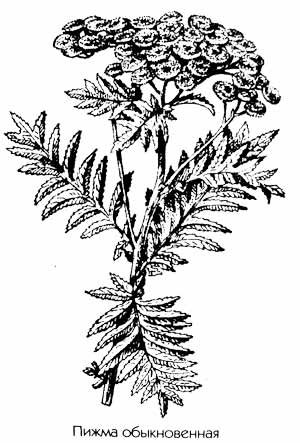 Пижма обыкновенная, Дикая Рябинка