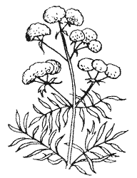 Пижма обыкновенная