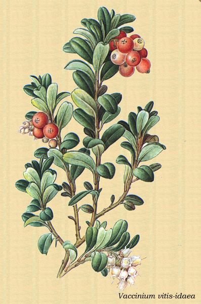 Брусника строение