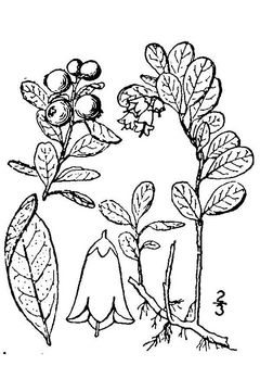 Толокнянка обыкновенная ГФ