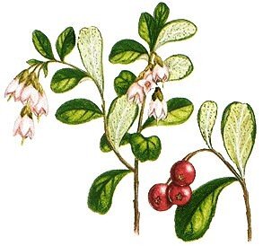 Ботанический атлас голубика