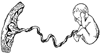 Плацентарный барьер схема