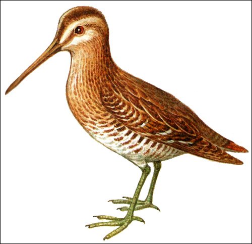 Вальдшнеп на белом фоне