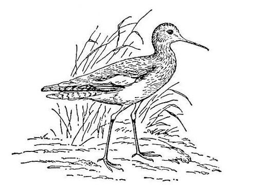 Бекас Кулик черно-белый