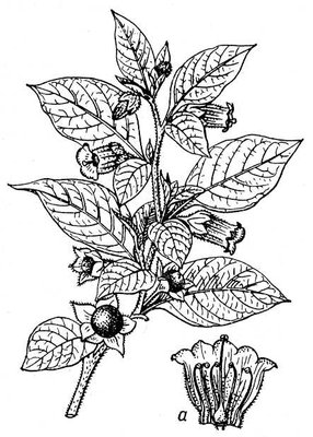 Белладонна Ботаническая иллюстрация