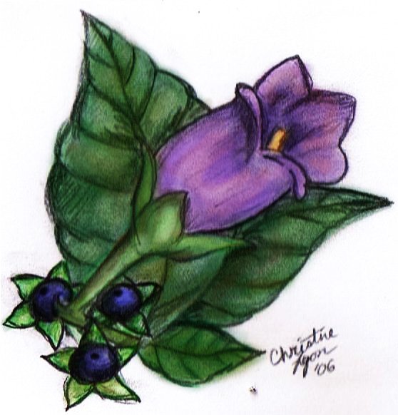 Белладонна Гарри Поттер