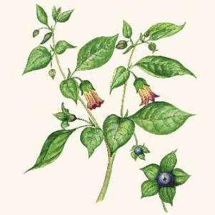 Белладонна Флауэрс