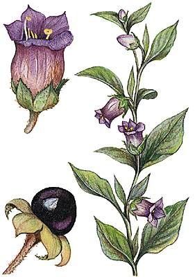 Белладонна растение рисунок