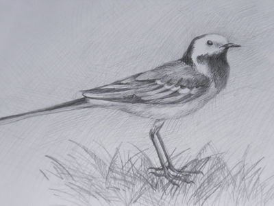 Трясогузка птица рисунок