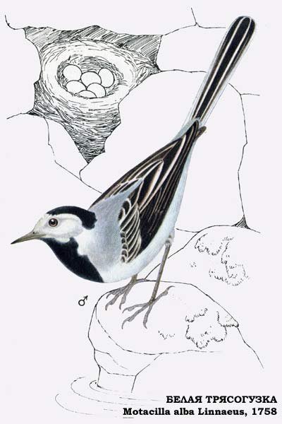 Трясогузка пришвин