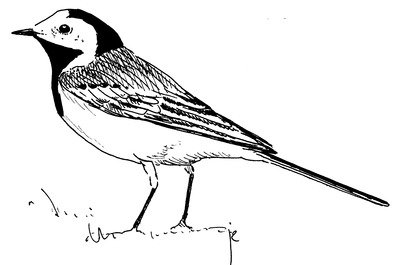 Трясогузка тату