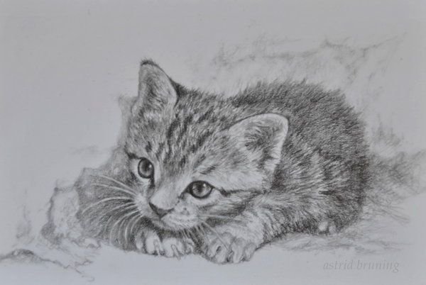 Рисунок простым карандашом котенок с туловищем