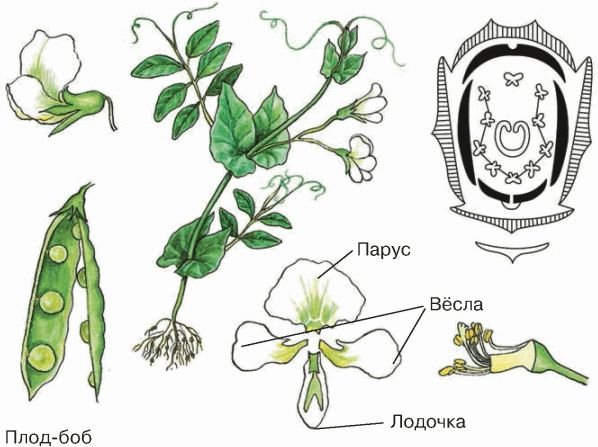 Семейство бобовые горох посевной