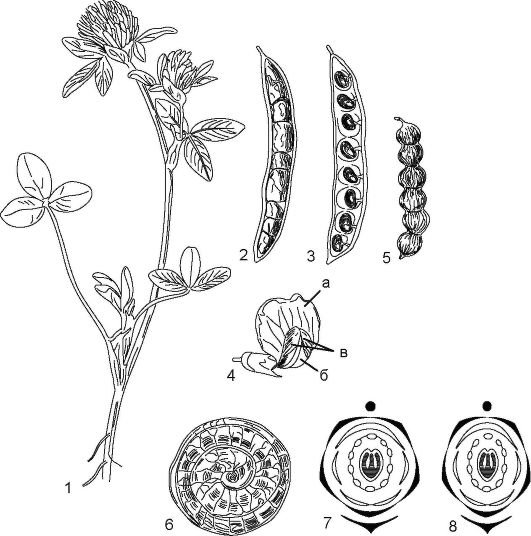 У гороха плод стручок