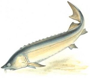 Белуга рыба