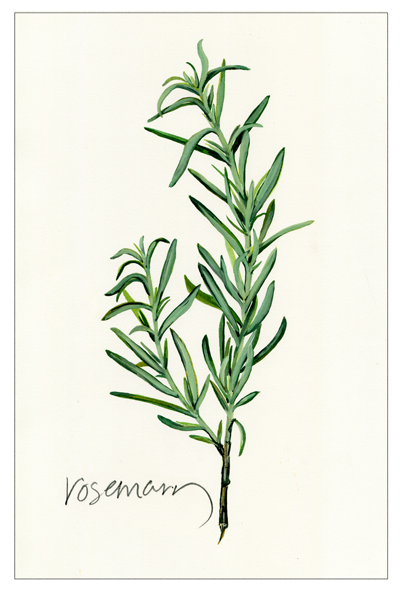 Розмарин акварель