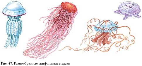 Сцифоидные медузы рис 45