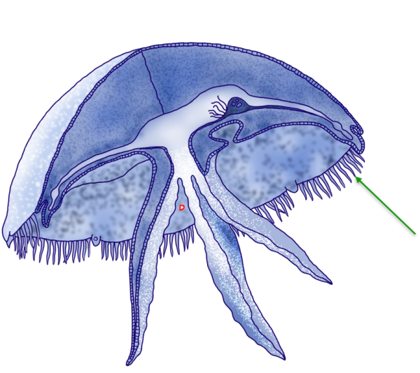 Жизненный цикл сцифоидных медуз схема 7 класс