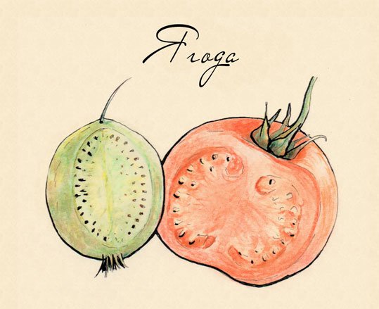 Строение плодов клена