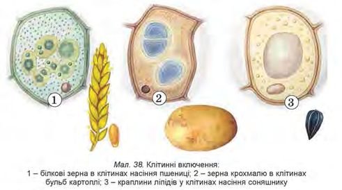 Кристаллы оксалата кальция в клетках черешка листа бегонии