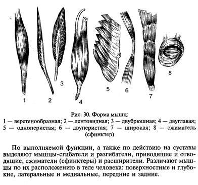 Классификация мышц человека по направлению волокон