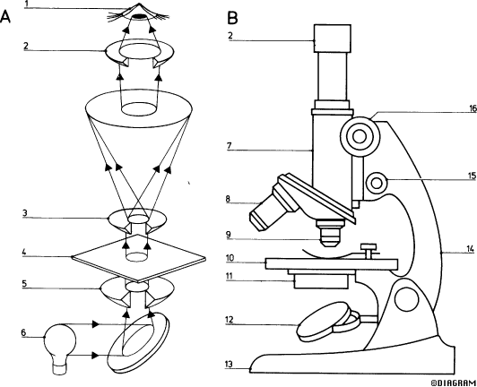 Трафарет микроскопа