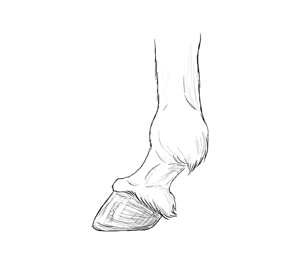 Копыто рисунок