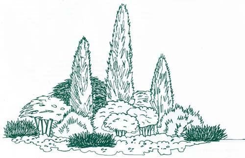 Скетч композиция из хвойных