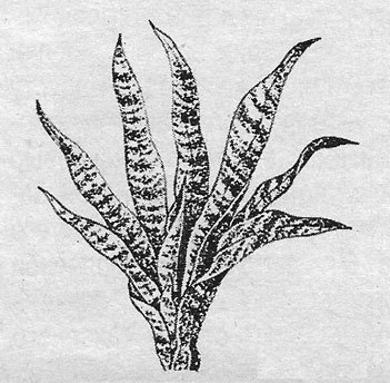 Сансевиерия раскраска