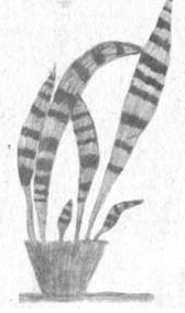 Сансевиерия Тигер