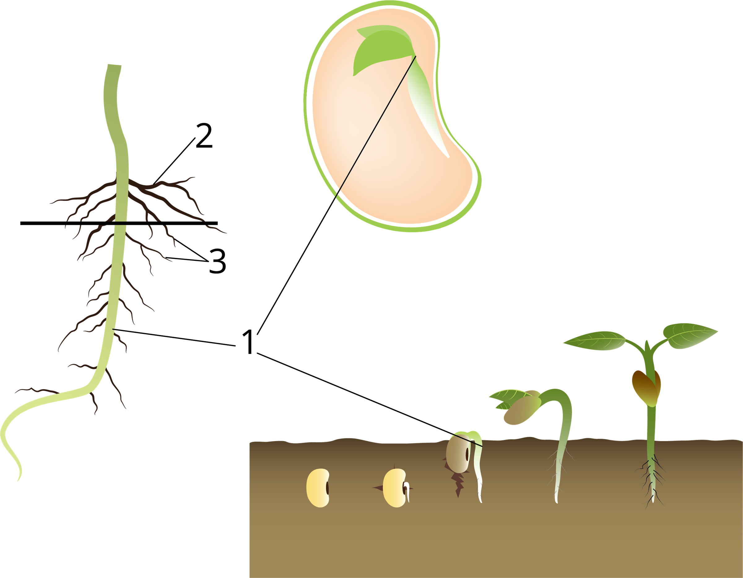 Главный корень зародыша развивается. Корень проростка фасоли. Проросток фасоли придаточные корни. Прорастание семян фасоли. Корешки фасоли пророст.