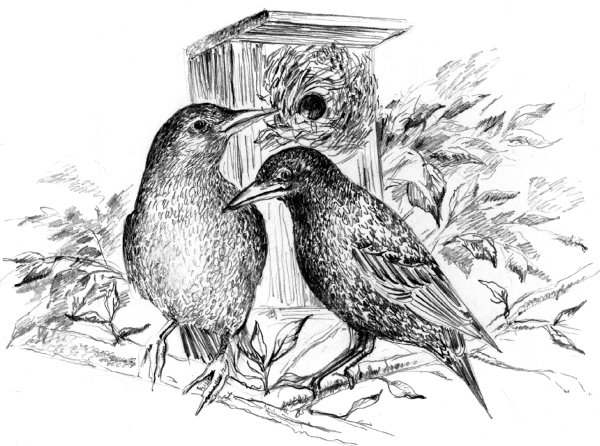 Василий Иванович Белов скворцы