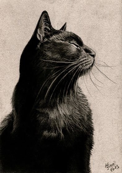 Черный кот карандашом